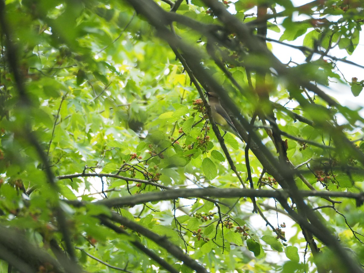 Cedar Waxwing - ML657673748