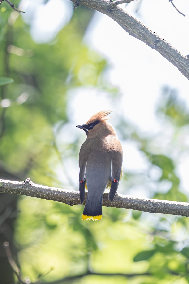 Cedar Waxwing - ML657674180