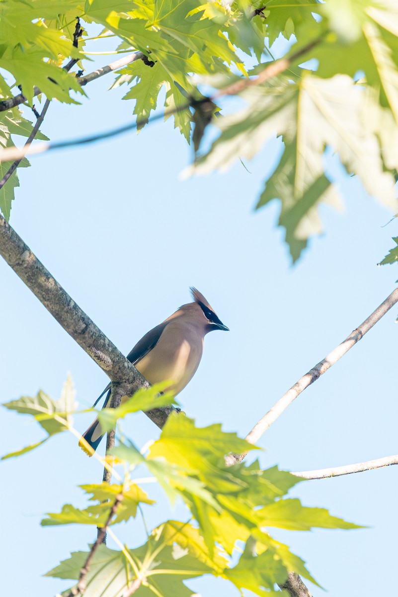 Cedar Waxwing - ML657674181