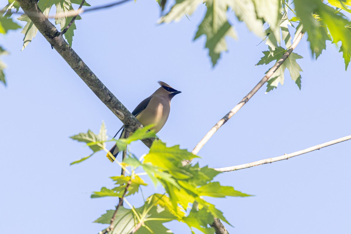Cedar Waxwing - ML657674183