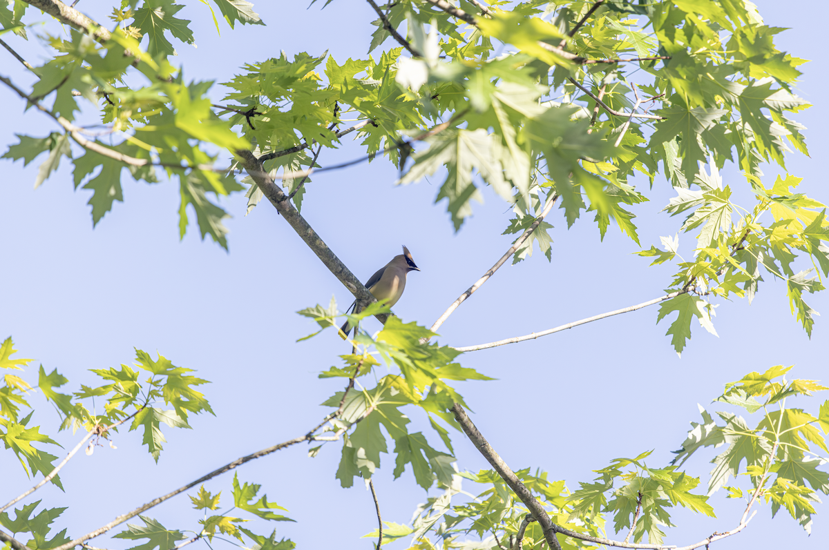 Cedar Waxwing - ML657674209