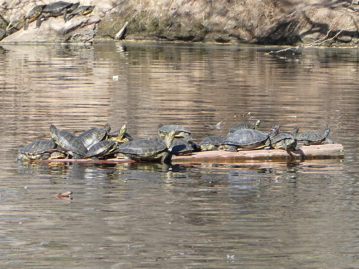 Nordamerikanische Buchstaben-Schmuckschildkröte - ML657674721