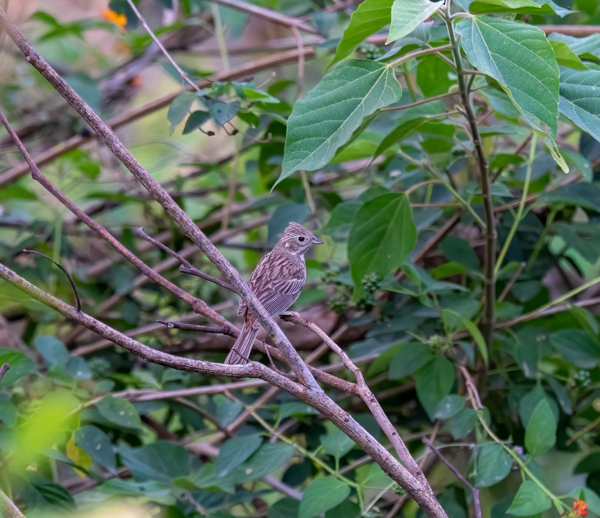 White-capped Bunting - ML657674903