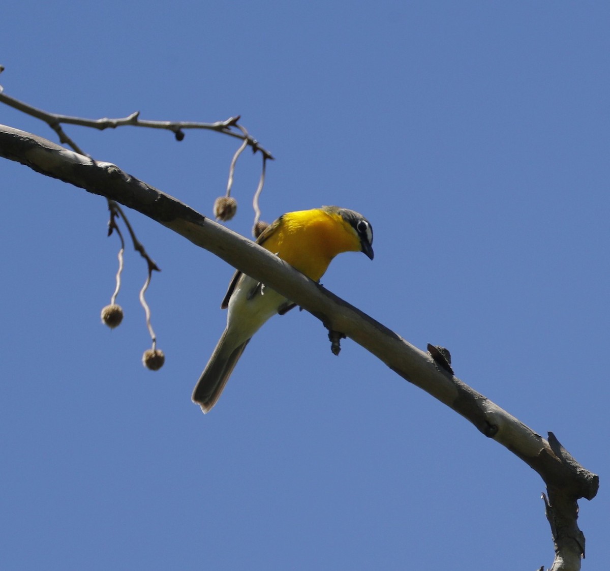 eBird Checklist - 16 May 2026 - Valley Forge NHP - 32 species