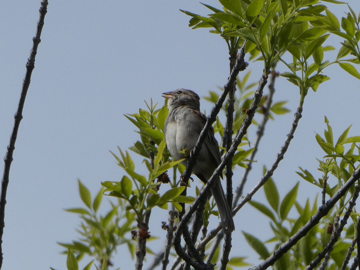 Rostflügelammer - ML657675435
