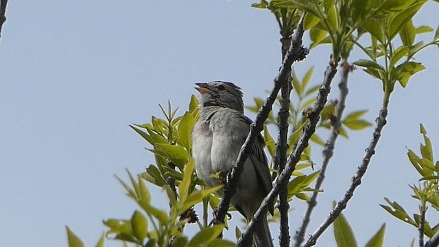 Rostflügelammer - ML657675440