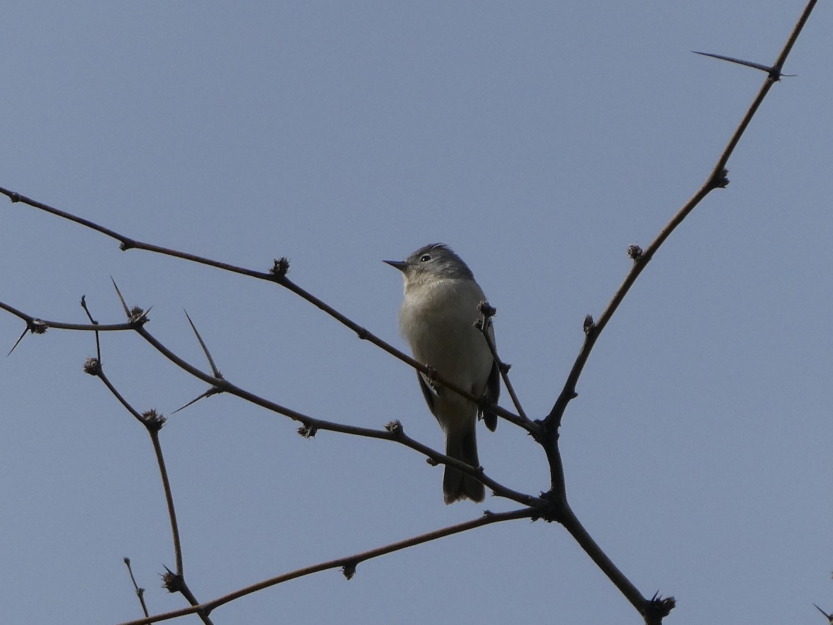 Rotbürzel-Waldsänger - ML657675464