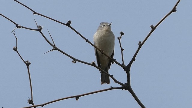 Rotbürzel-Waldsänger - ML657675465