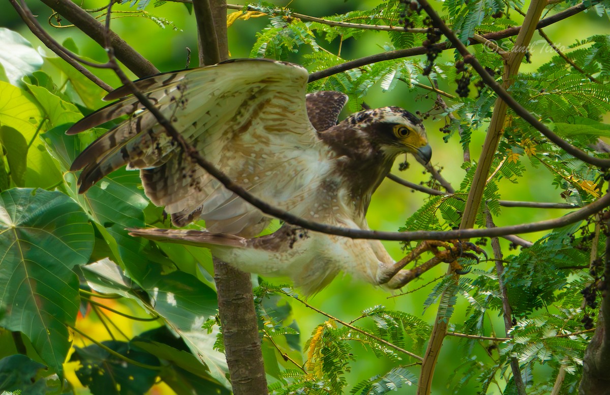 Crested Serpent-Eagle - ML657676790