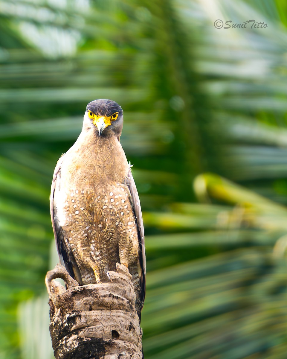 Crested Serpent-Eagle - ML657676798