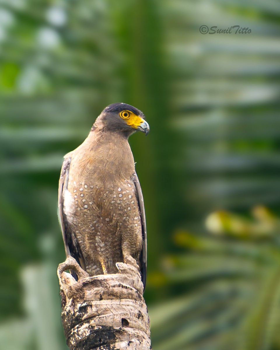 Crested Serpent-Eagle - ML657676803