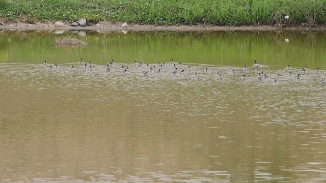 Red-necked Phalarope - ML657676993