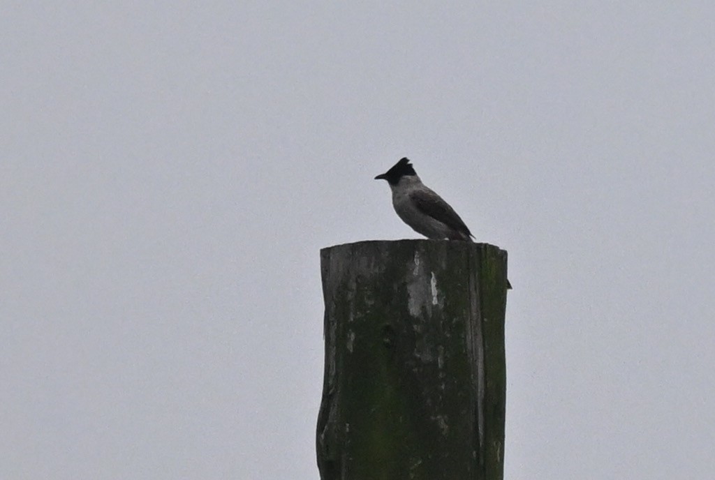 Bulbul Ventridorado - ML657677619