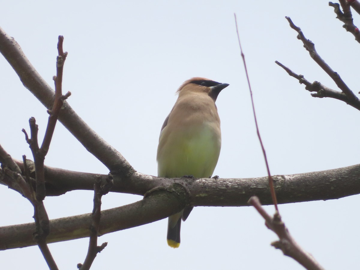 Cedar Waxwing - ML657677826