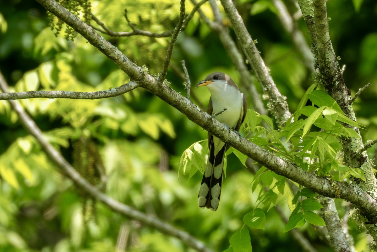 Yellow-billed Cuckoo - ML657678164