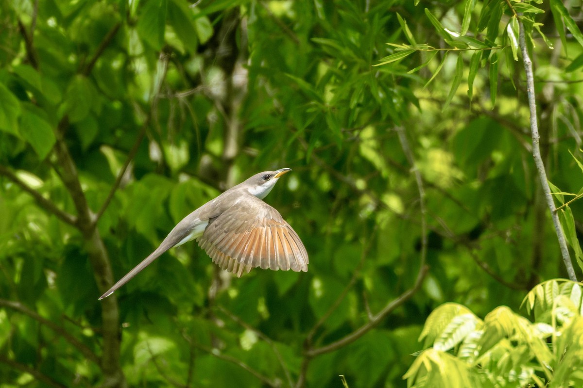 Yellow-billed Cuckoo - ML657678165