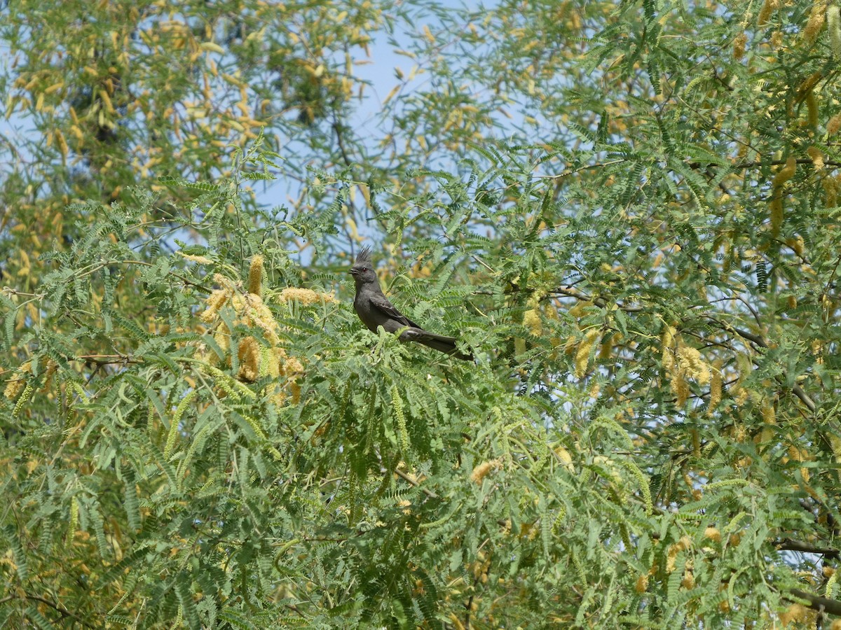 Trauerseidenschnäpper - ML657678195