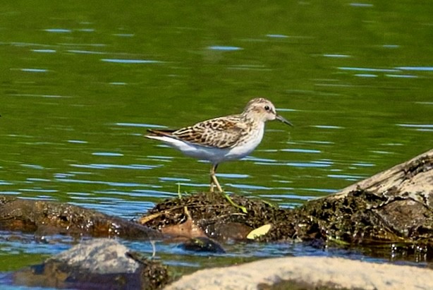 Least Sandpiper - ML657678212