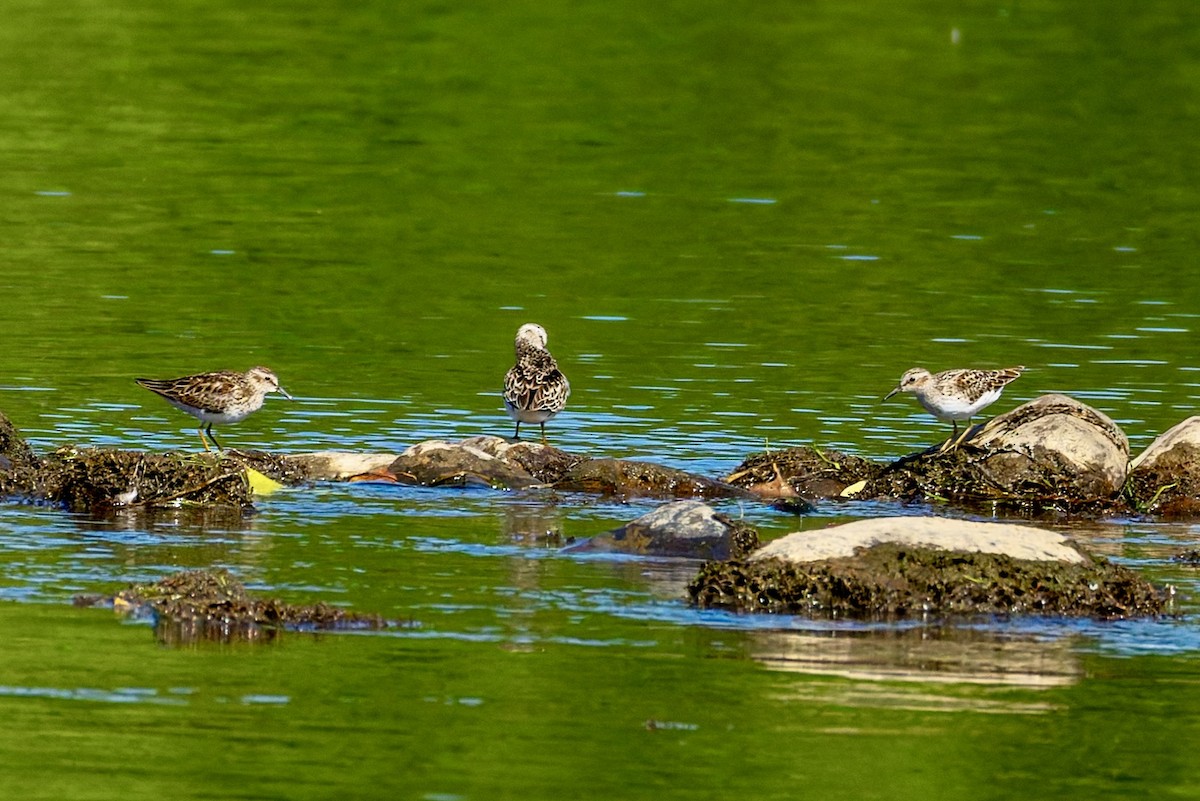 Least Sandpiper - ML657678213