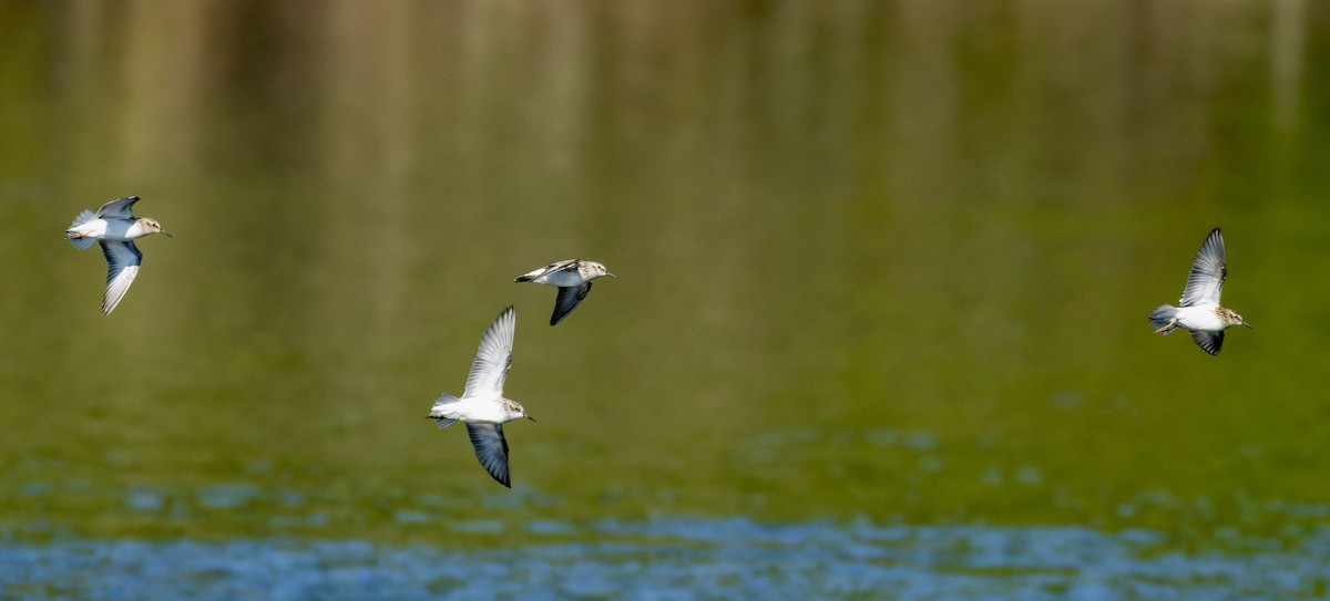 Least Sandpiper - ML657678214