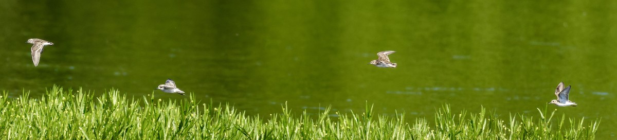 Least Sandpiper - ML657678215