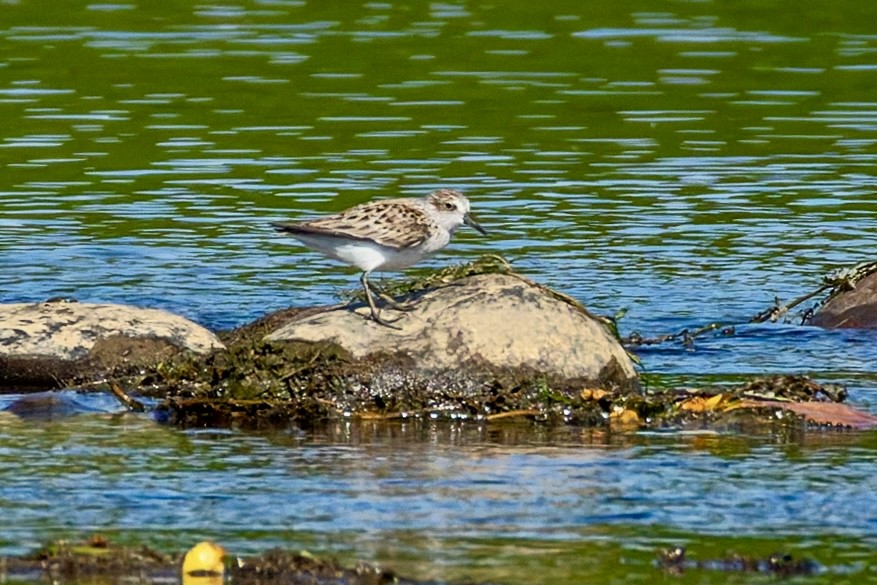 Semipalmated Sandpiper - ML657678227