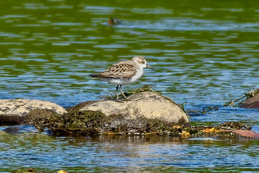 Semipalmated Sandpiper - ML657678228