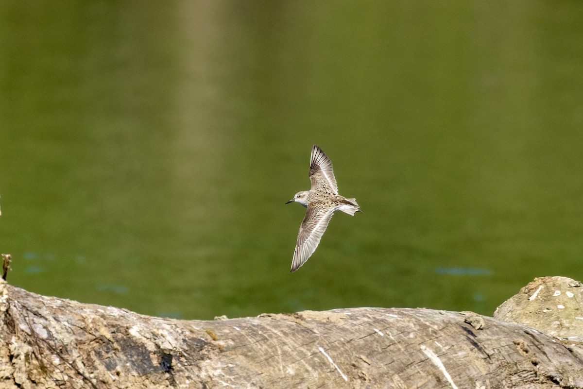 Semipalmated Sandpiper - ML657678229