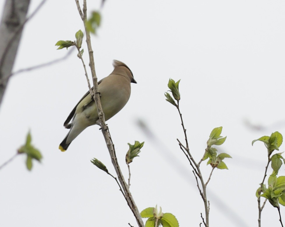 Cedar Waxwing - ML657678284