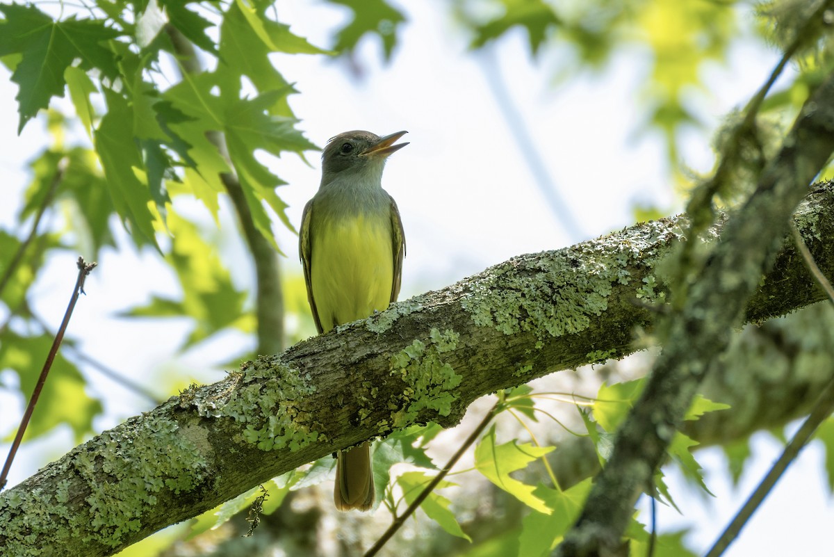 Great Crested Flycatcher - ML657678305