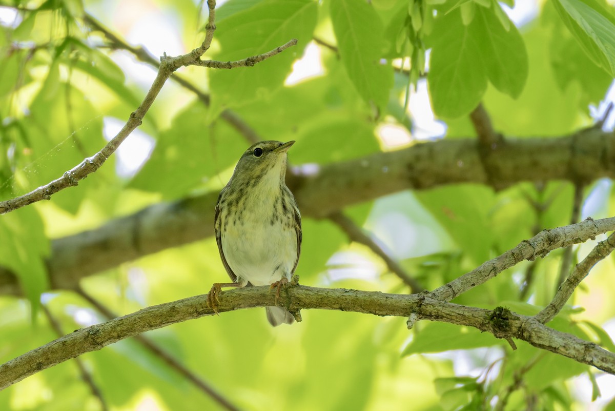Blackpoll Warbler - ML657678372