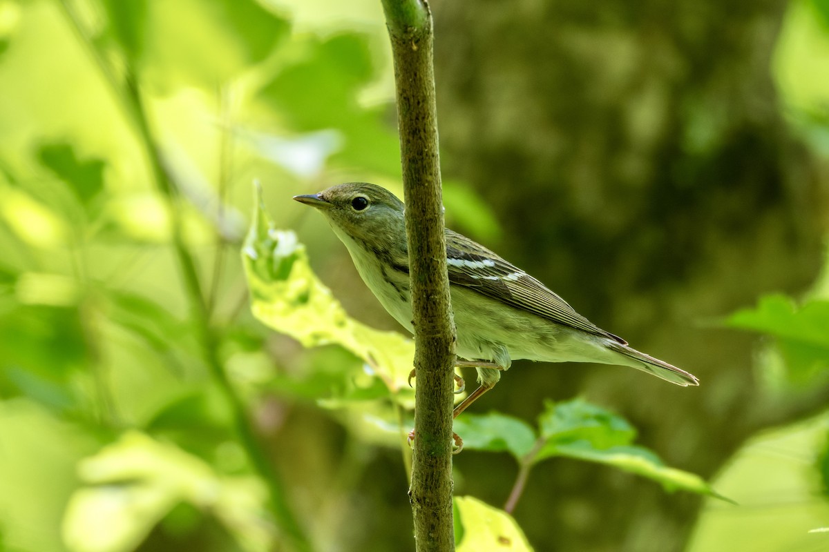 Blackpoll Warbler - ML657678373
