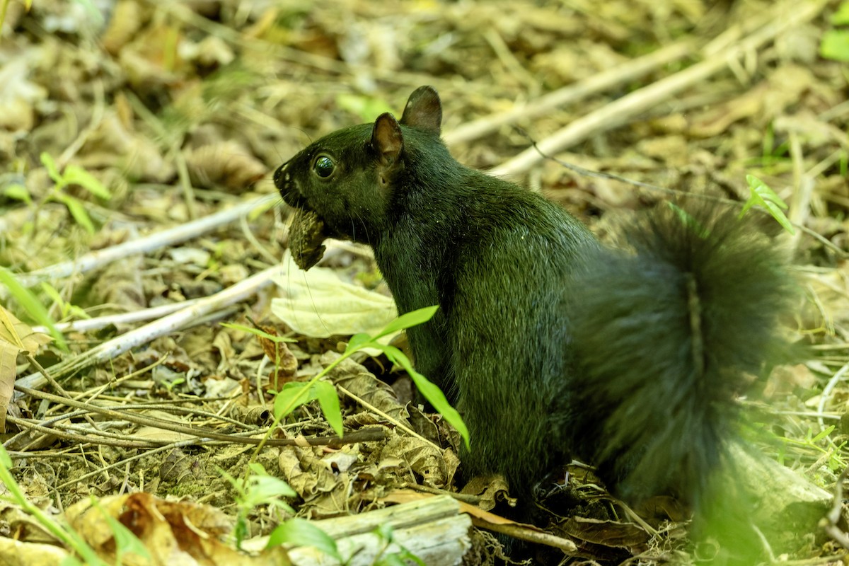Eastern Gray Squirrel - ML657678395