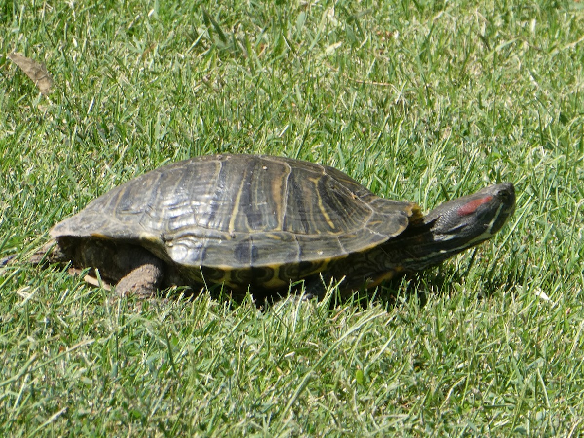 Nordamerikanische Buchstaben-Schmuckschildkröte - ML657678441