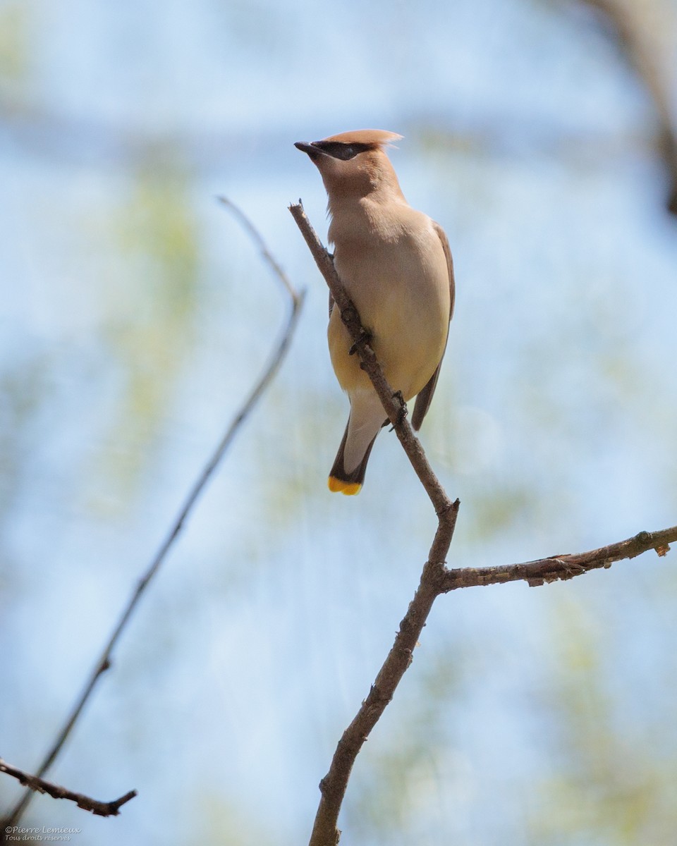 Cedar Waxwing - ML657678468