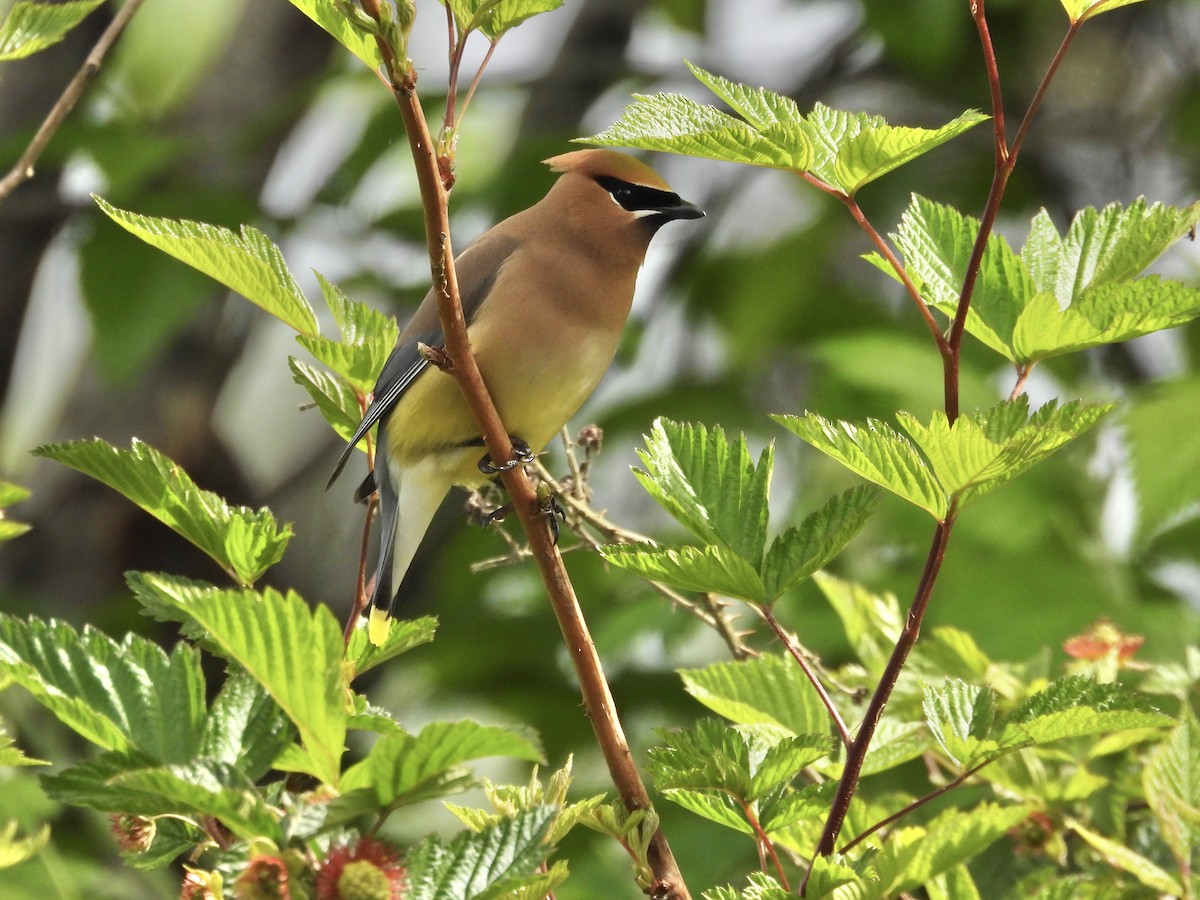 Cedar Waxwing - ML657678979