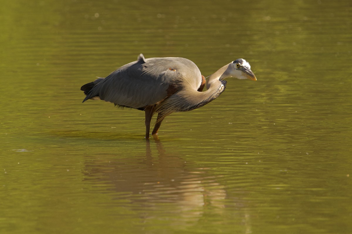 Great Blue Heron - ML657679298