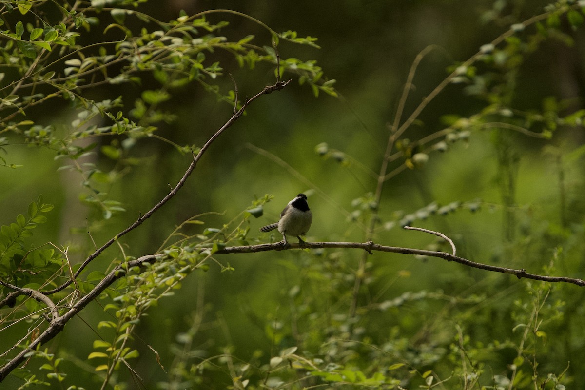 Carolina Chickadee - ML657679325
