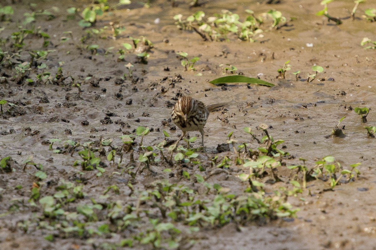 Song Sparrow - ML657679348