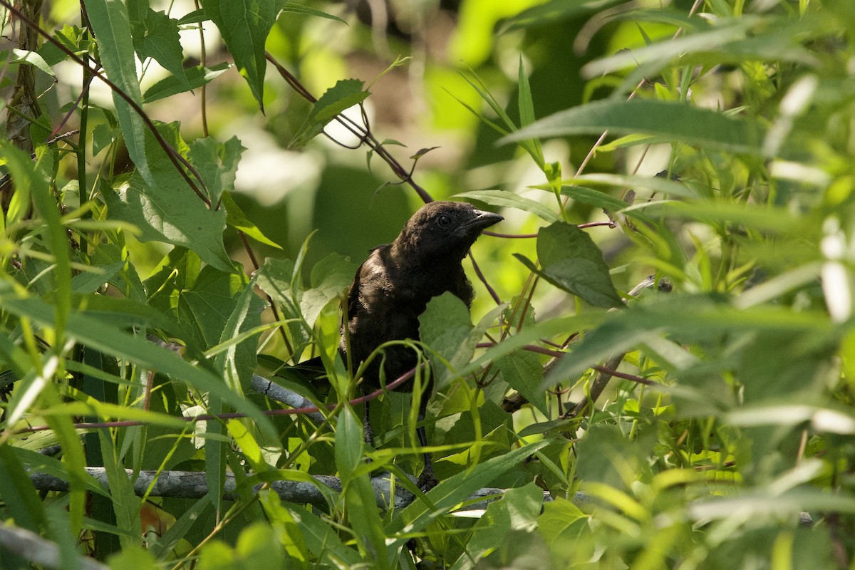 Common Grackle - ML657679367