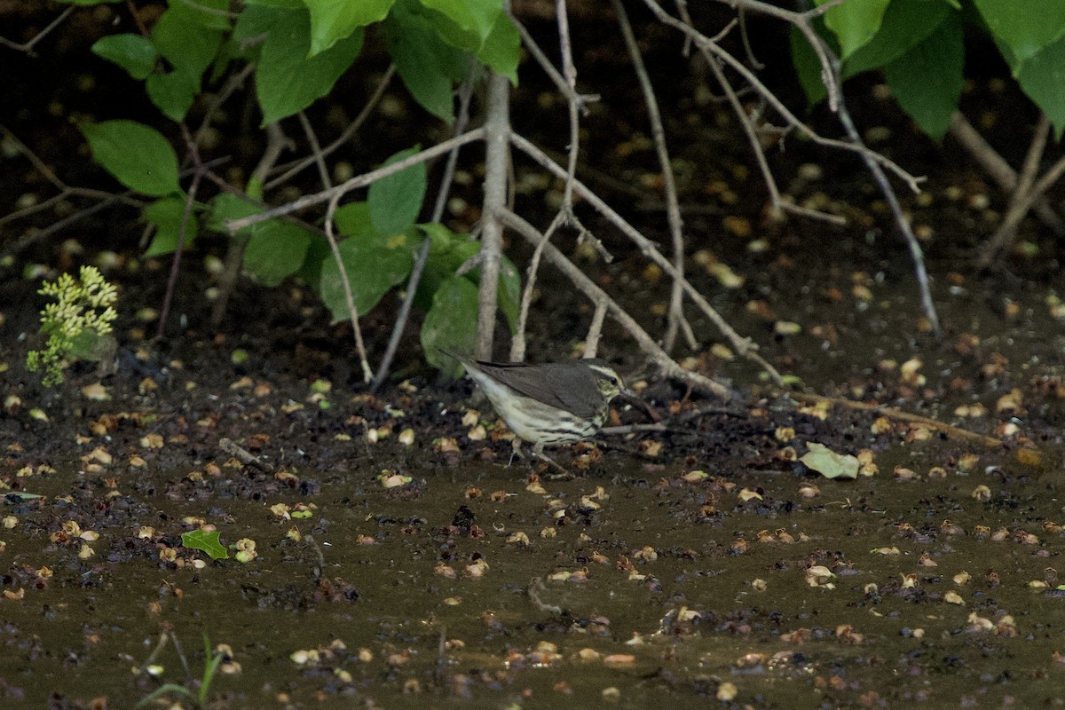 Northern Waterthrush - ML657679389