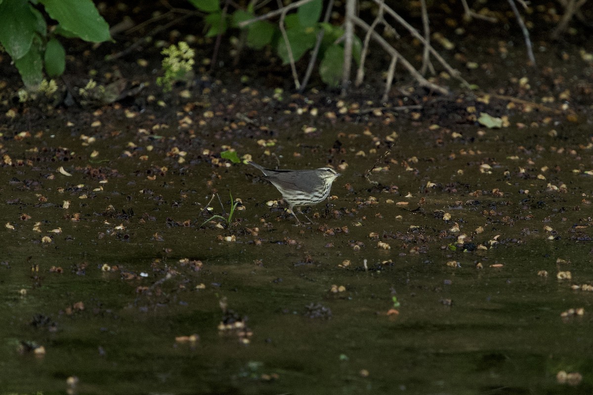 Northern Waterthrush - ML657679390