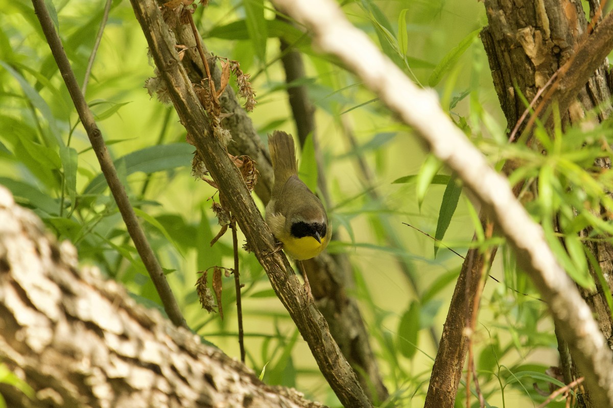 Common Yellowthroat - ML657679422