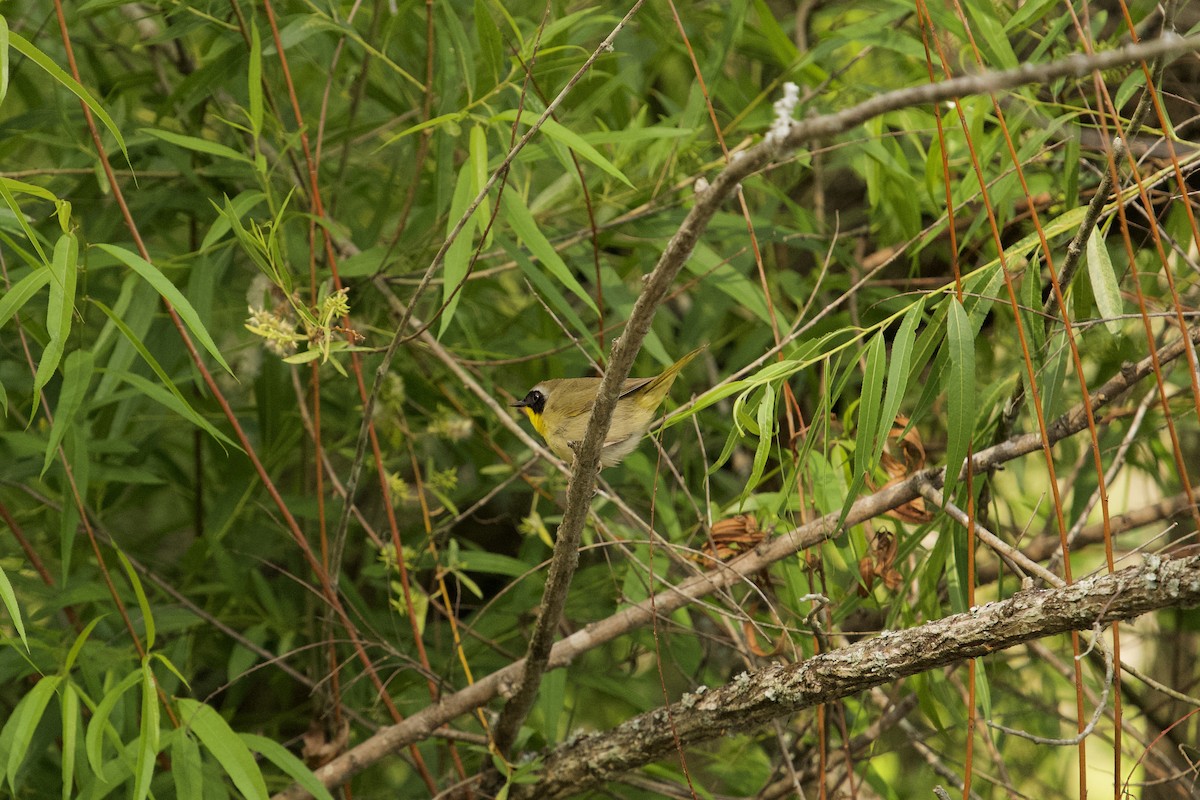 Common Yellowthroat - ML657679423