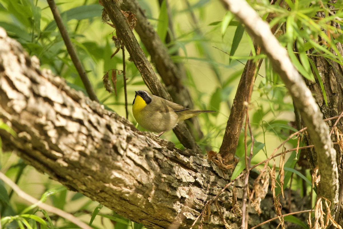 Common Yellowthroat - ML657679425