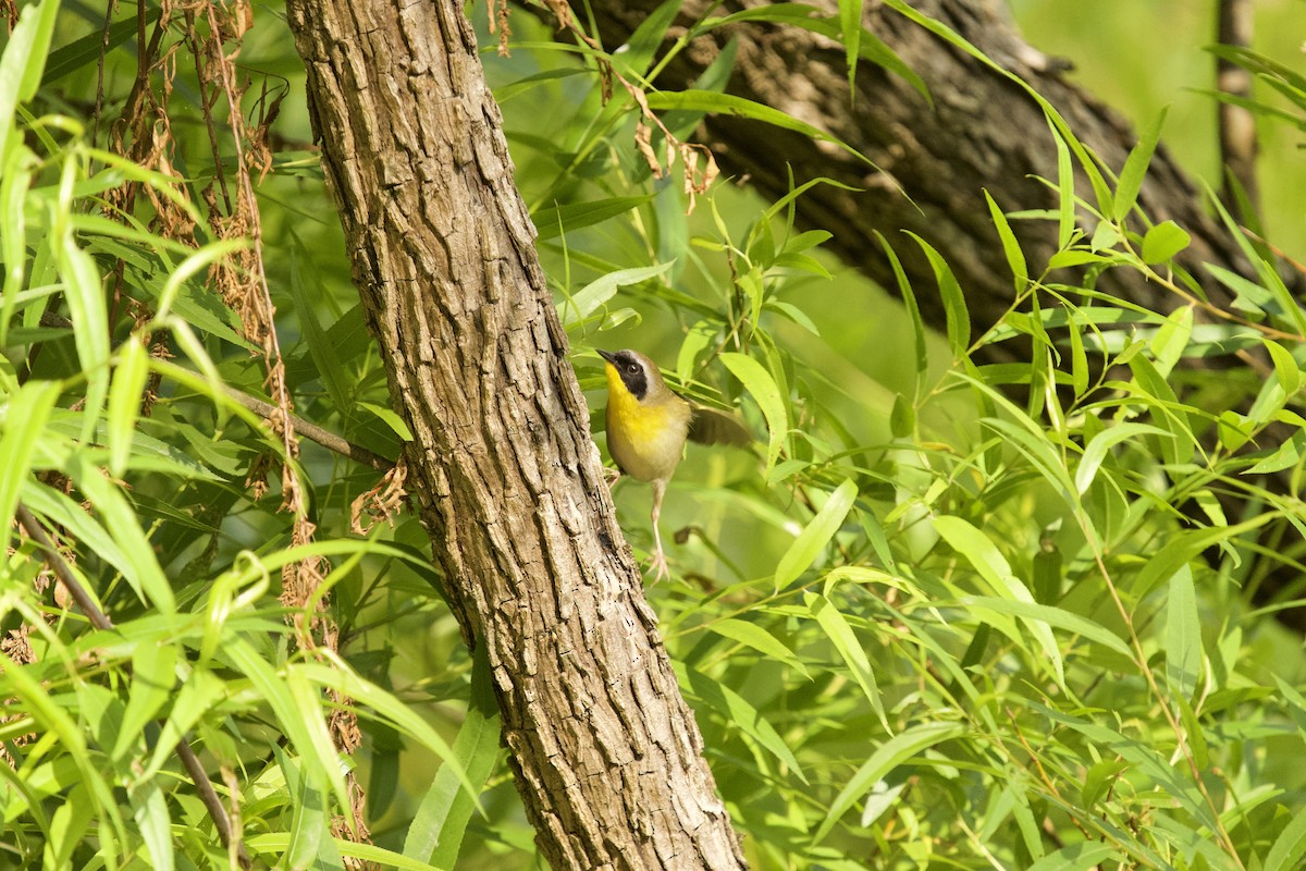 Common Yellowthroat - ML657679428