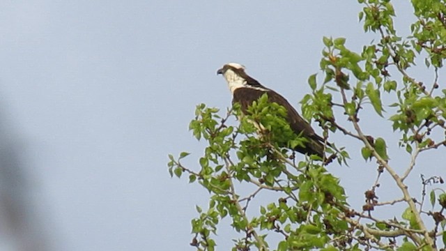 Balık Kartalı - ML657679434