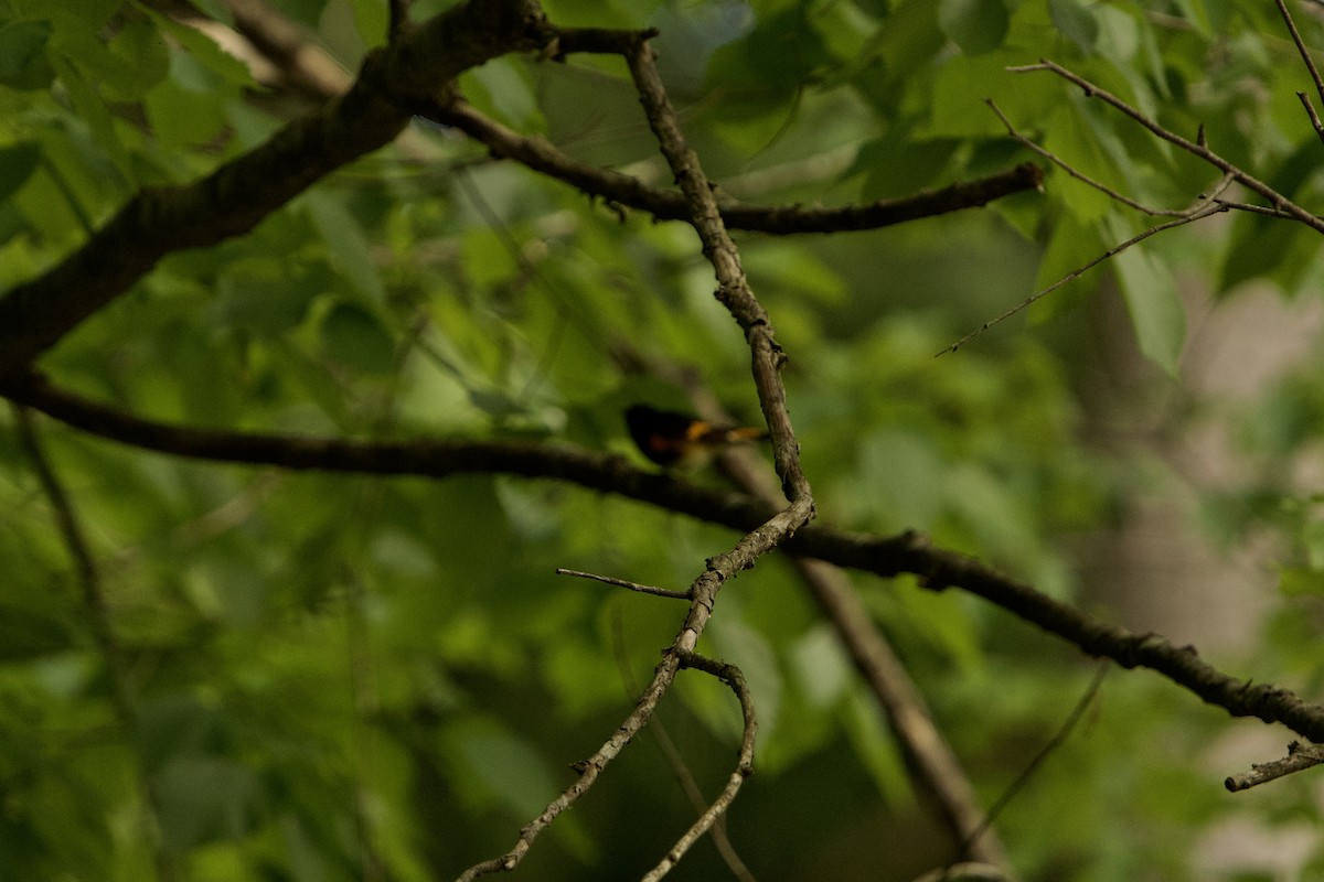 American Redstart - ML657679443