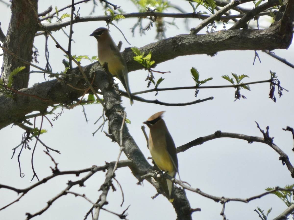 Cedar Waxwing - ML657679472