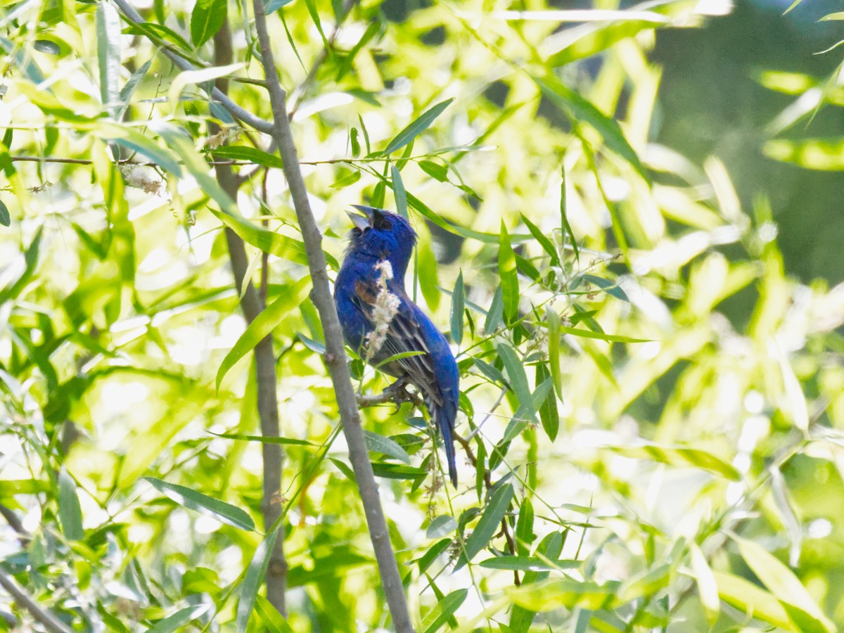 Blue Grosbeak - ML657679717